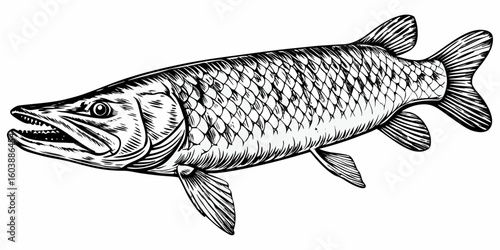 Hand Drawn Pike Fish Illustration – Vintage Freshwater Predator Art