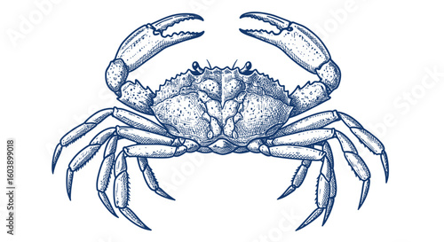 Detailed blue crab drawing with intricate line art on white background