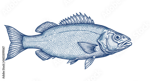 Detailed drawing of a fish with vintage engraving style on white backg