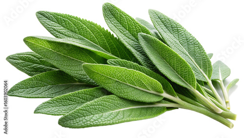 Bunch of fresh green sage herb leaves and twigs isolated on a transparent background image 1