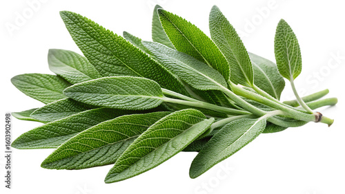 Bunch of fresh green sage herb leaves and stems isolated on a transparent background image