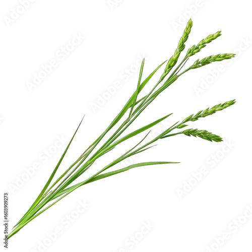 Close-up of a bunch of green grass stalks