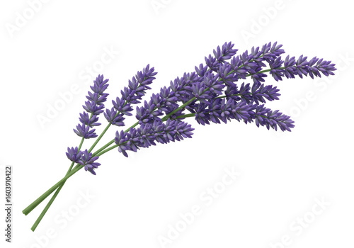 Isolated Lavender flower