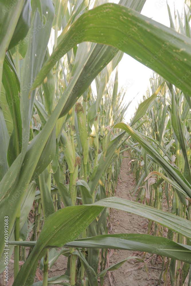 Fototapeta premium White corn cobs field before harvesting