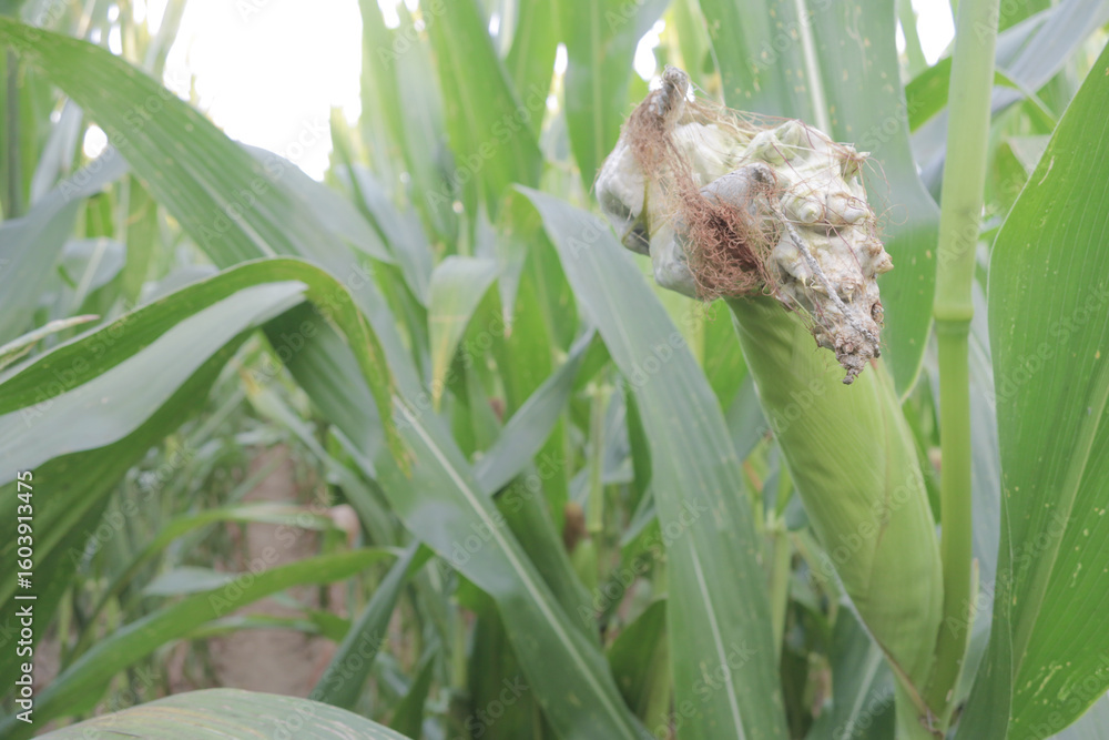 Fototapeta premium White corn cobs contaminated by Huitlacoche mushroom