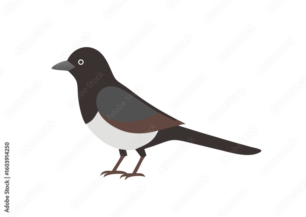 Obraz premium Magpie bird vector illustration