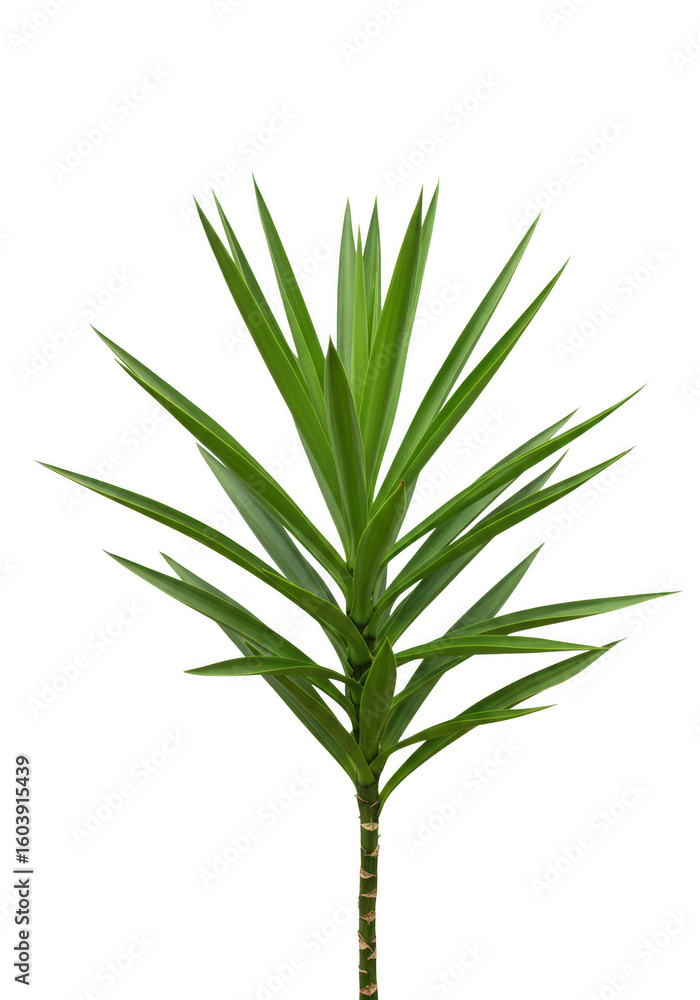 Fototapeta premium Green yucca plant with textured stem on transparent background