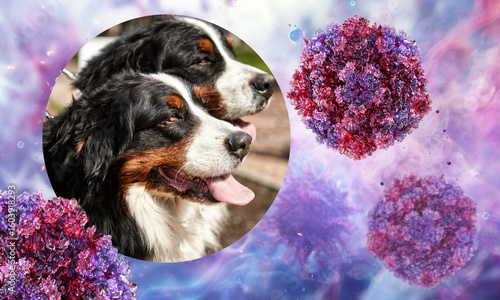 Photography Bernese Mountain Dogs next to a Canine Parvovirus virus particles