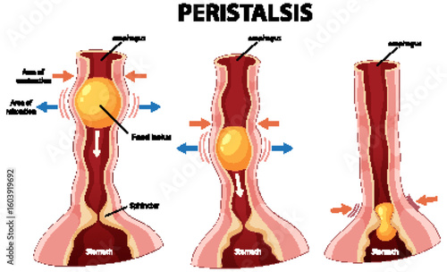 Peristalsis Process in Human Esophagus Illustration