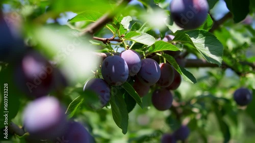 Wallpaper Mural Harvesting Ripe Plums from Tree Branch in Orchard during Sunny Summer Day Torontodigital.ca