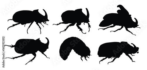 The set of rhinoceros beetles silhouettes.
