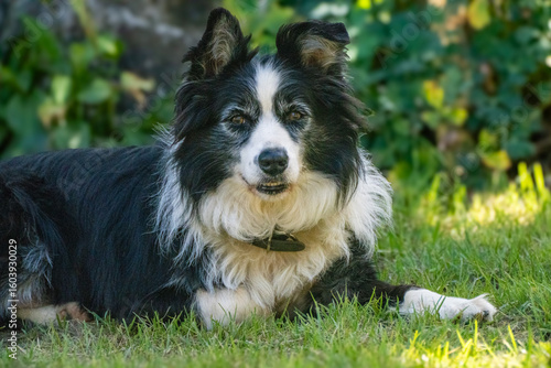 Fotografie A beautiful outdoor portrait of an intelligent and loyal Border Collie dog