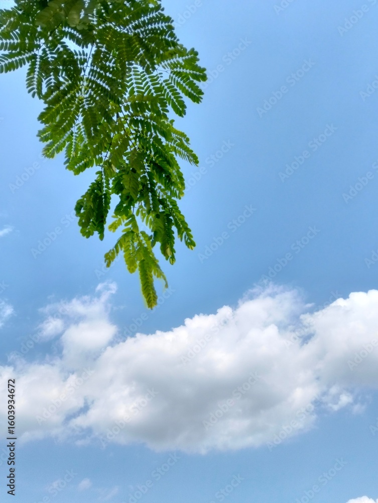 Fototapeta premium green leaves against blue sky