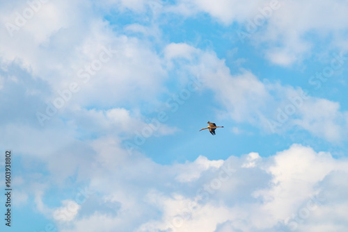White Stork Flying in Blue Sky with Soft Clouds