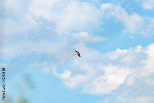 White Stork Flying in Blue Sky with Soft Clouds