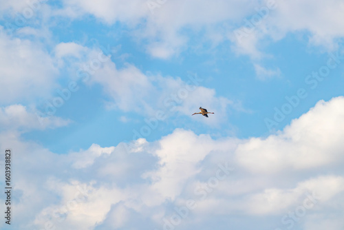 White Stork Flying in Blue Sky with Soft Clouds