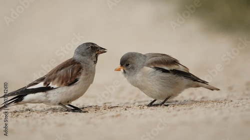 Closeup video from Pair of Fledglings 
