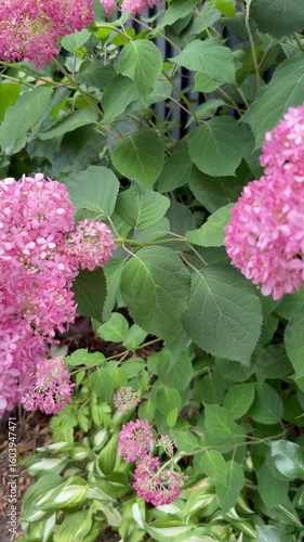 Slide shot of blooming pink Annabelle hydrangeas