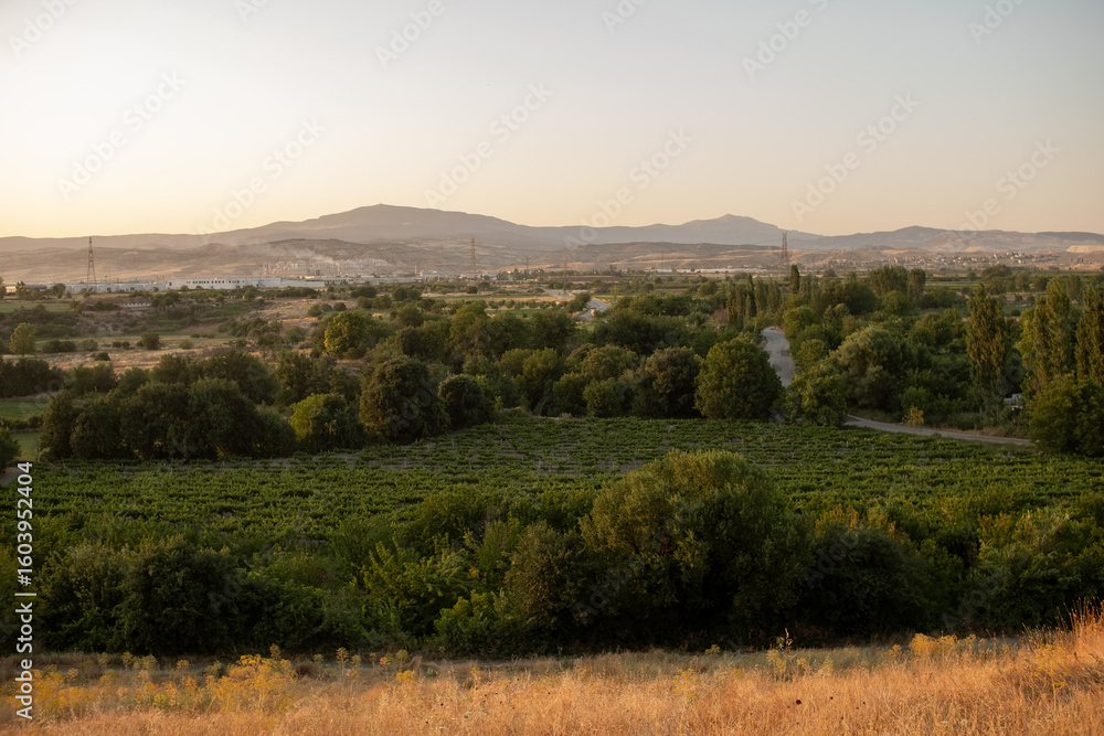 Obraz premium Expansive View of Rolling Hills and Vineyards During Golden Hour in a Rural Landscape