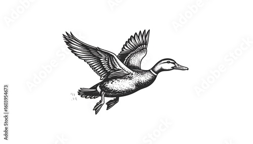 Black and white illustration of a duck in flight