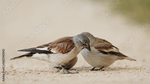 Video from birds getting fed by their mom, closeup video from birds