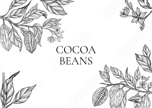 Cocoa plant set, clipart, collection of coca plant illustrations, herbs, botanical banner copy space, plant branch, leaves, flowers. Floral design for chocolate, cacao, healthy food, sweet, tasty