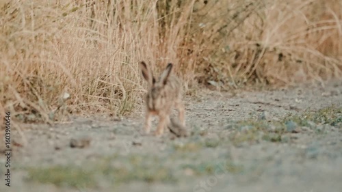 Closeup view from a leveret running