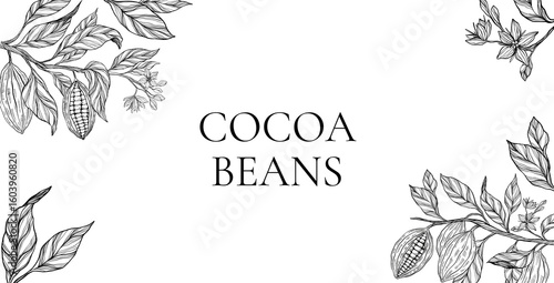 Cocoa plant set, clipart, collection of coca plant illustrations, herbs, botanical banner copy space, plant branch, leaves, flowers. Floral design for chocolate, cacao, healthy food, sweet, tasty