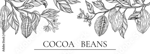 Cocoa plant set, clipart, collection of coca plant illustrations, herbs, botanical banner copy space, plant branch, leaves, flowers. Floral design for chocolate, cacao, healthy food, sweet, tasty