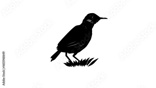 Sao Tome Short-tail bird, black isolated silhouette