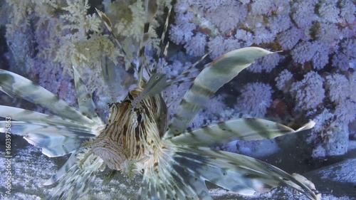 Underwater footage showing a lionfish gracefully swimming among rocks and corals in a vibrant marine environment. Known for its striking fins and slow movement, the lionfish is a popular species 4K