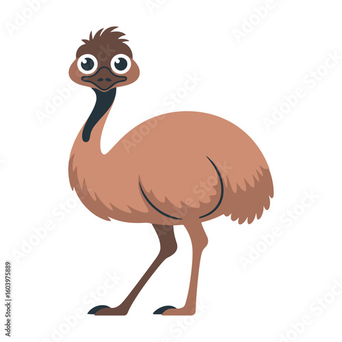 Emu Bird, vector illustration on white background.