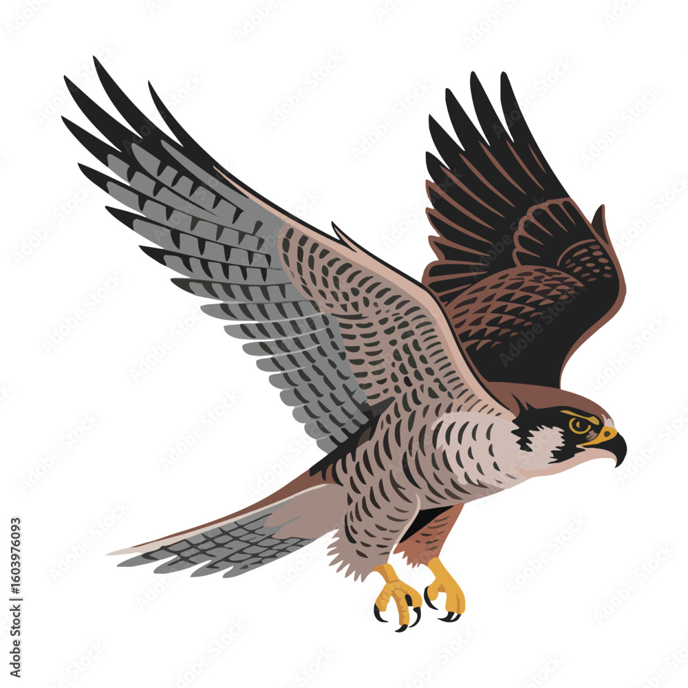 Fototapeta premium Falcon Bird, vector illustration on white background.
