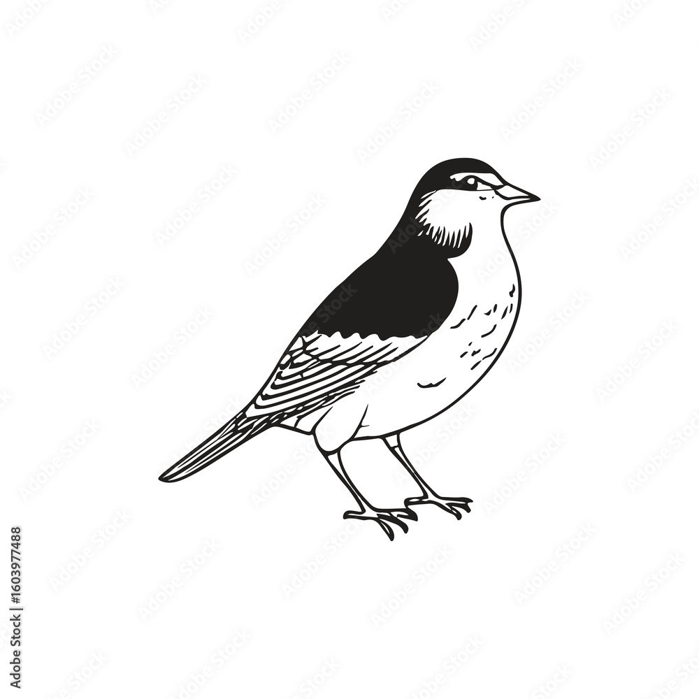 Detailed black and white illustration of a bird. Detailed black and white illustration of a bird.