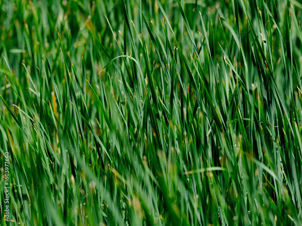 Obraz premium Beautiful green plants in the forest