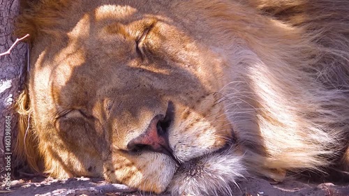 Close-up wildlife video of a small bird with brown and reddish feathers perched quietly on a tree branch. Captured in natural outdoor lighting, this footage highlights the bird’s calm behavior, 4K