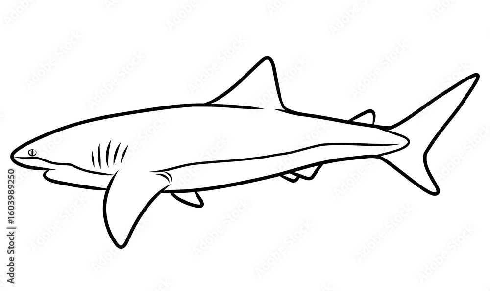 Fototapeta premium Thin Line Illustration of a Shark