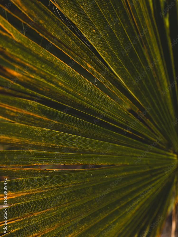 Obraz premium The leaves of the palm tree