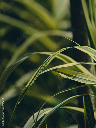 Beautiful green plants in the forest