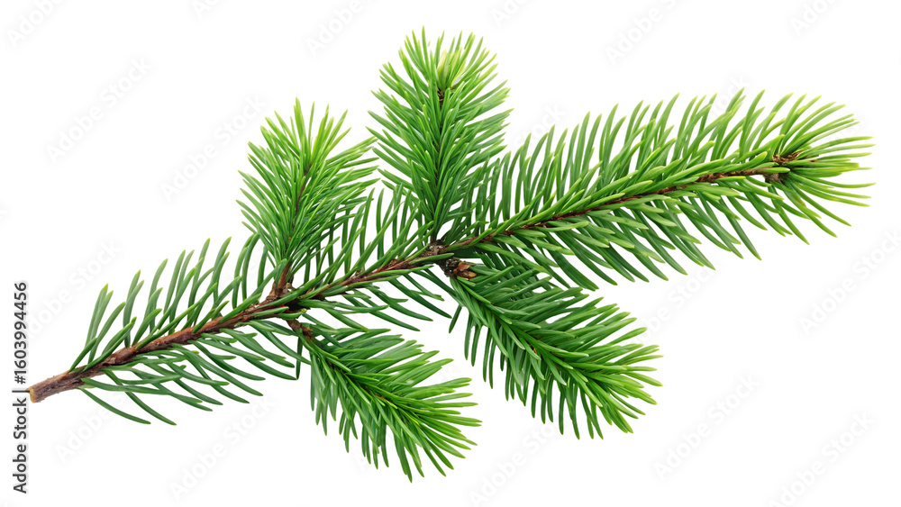 Obraz premium artistic pine tree branch, verdant watercolor green isolated on white illustration, delicate botany wood decoration nature, botanical woodland evergreen, natural decorative foliage 21270404 1