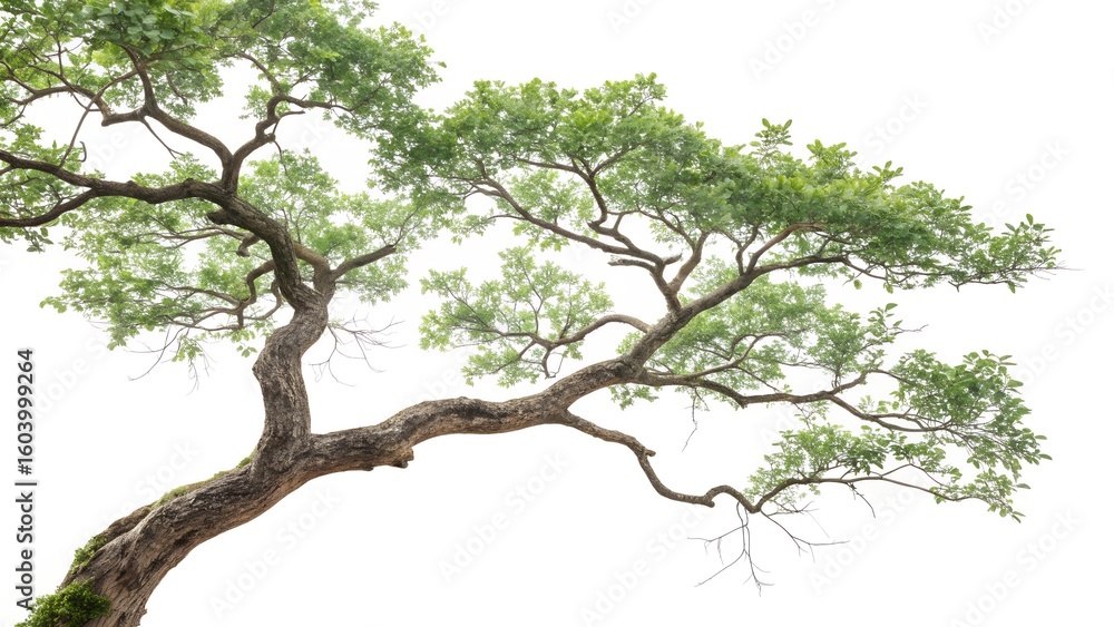 Fototapeta premium Serene Branching: A solitary tree branch extends gracefully, its textured bark and vibrant leaves creating a serene and inviting atmosphere in the embrace of the surrounding atmosphere.