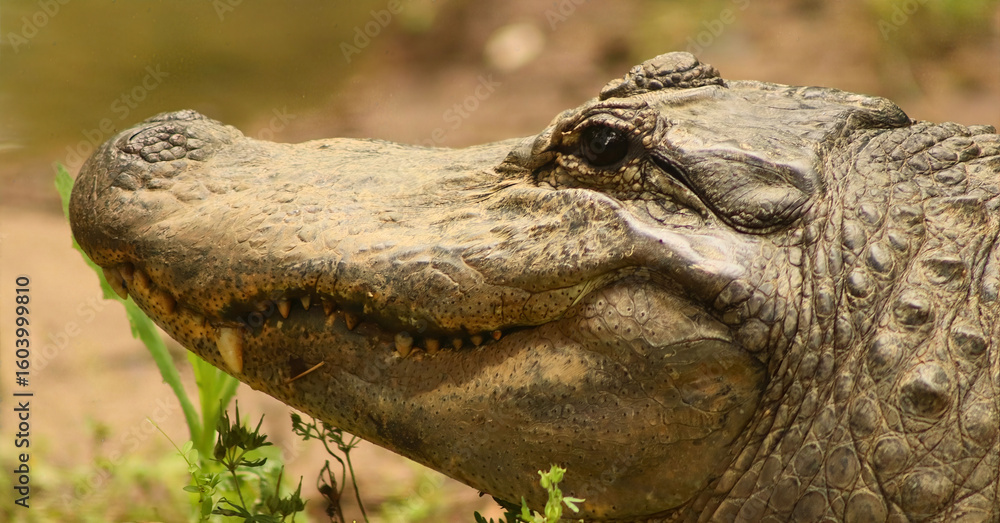 Fototapeta premium American Alligator Partially Submerged Near Shore