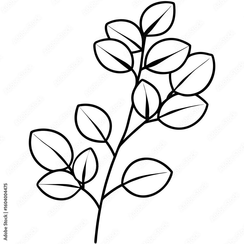 Fototapeta premium Eucalyptus line art vector