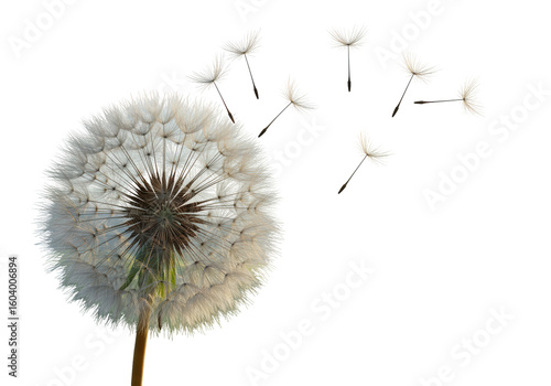 Isolated Dandelion Clock with Seeds Dispersing in the Wind