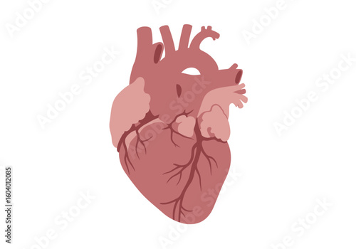 A cartoon of a heart featuring arteries and veins in shades of pink