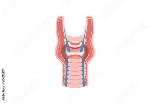 A stylized anatomical illustration of the human larynx featuring a frontal crosssection