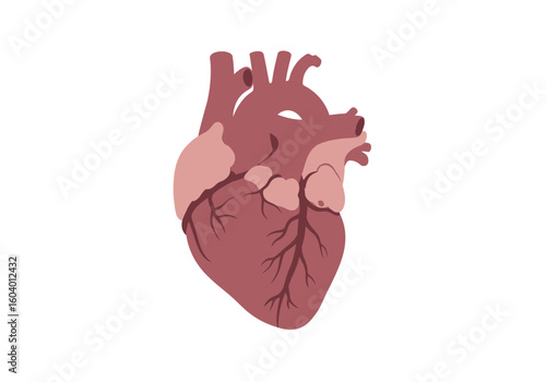 A stylized illustration of a human heart with visible arteries and veins rendered in shades of pink and maroon