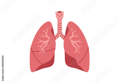 An illustration of lungs and the trachea with bronchioles