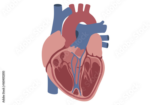 Anatomical illustration featuring a human heart showcasing internal chambers  vessels