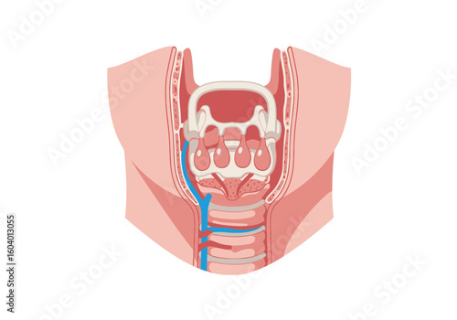 Anatomical illustration of the larynx and trachea with visible cartilage and a blue vessel